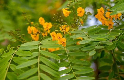 Senna hebecarpa Stock Photos