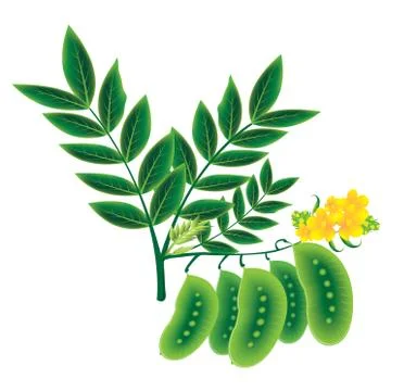 Senna pods Stock Illustration