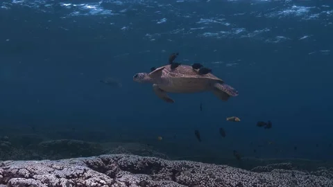 Sensational underwater seabed scene of loggerhead sea turtle body swimming Stock Footage