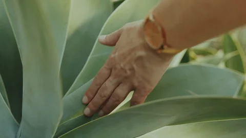 Sense of Touch Woman's Hand Touching Plants 스톡 동영상 93055257