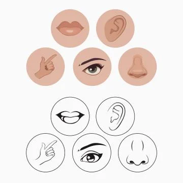 Senses Stock Illustration