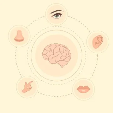 Senses Stock Illustration