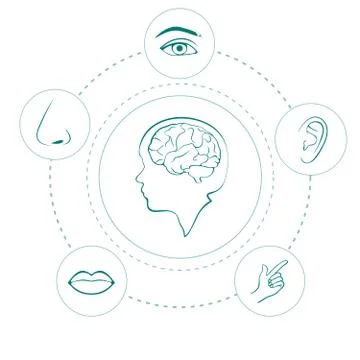 Senses Stock Illustration