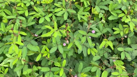 Sensitive compound leaf of Mimosa pudica - sensitive plant, shame plant Stock Footage 166227175