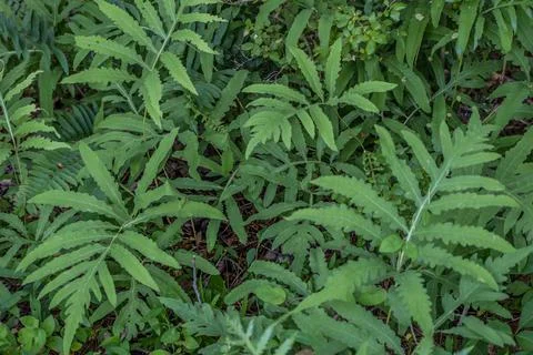 Sensitive ferns closeup Stock Photos