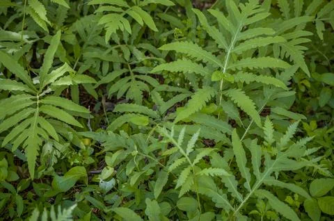Sensitive ferns closeup Stock Photos