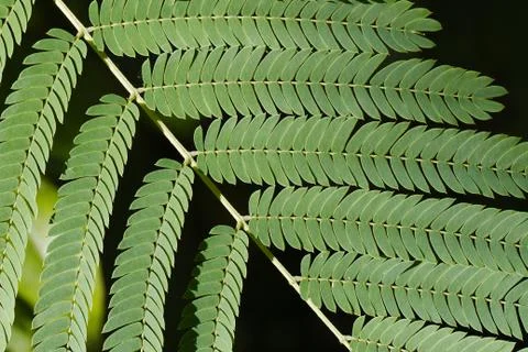 Sensitive leaves branch Stock Photos