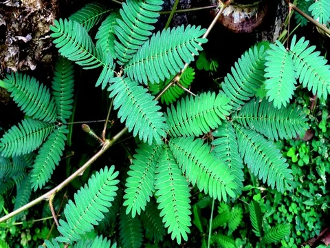 Sensitive Mimosa Pudica plant reacts to wind Stock Footage