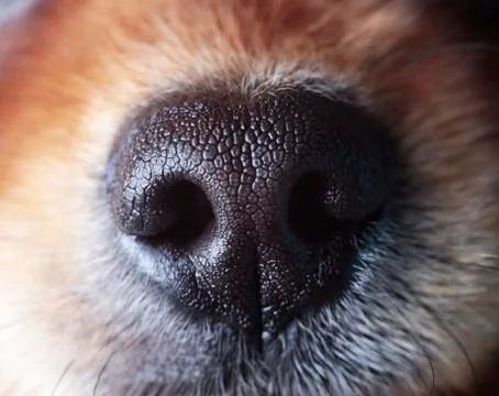 Sensitive nose of a dog Stock Photos