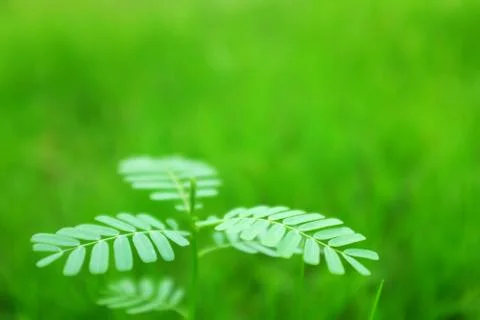 Sensitive plant background Stock Photos