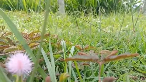 The sensitive plant blooms pink. Stock Footage 329092902