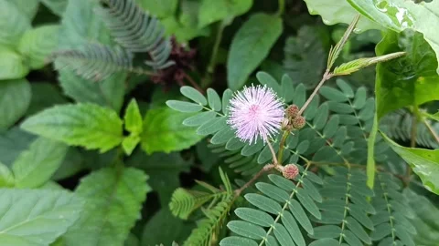 Sensitive plant flower close up Stock-Footage 338311647