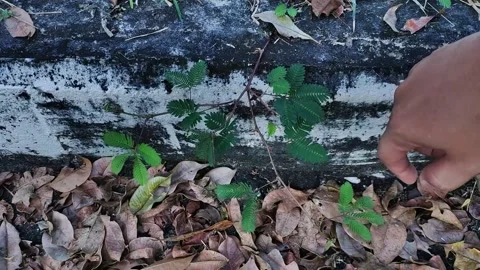 Sensitive plant Stock Footage 165706380