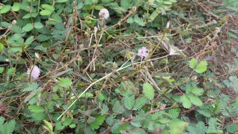 Sensitive Plant Video stock 336706050