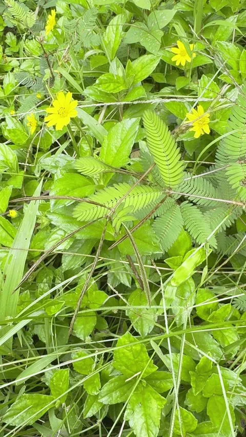 Sensitive plant. Nature. Leaf background. Stock-Footage 270076286