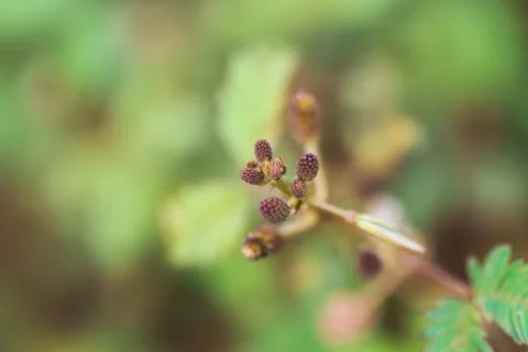 Sensitive plant Stock Photos