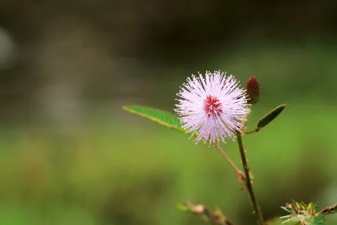 Sensitive plant Stock-Fotos