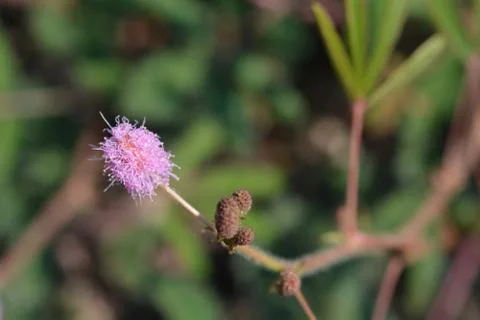 Sensitive plant Stock Photos