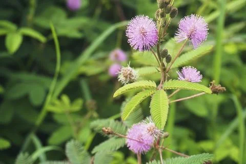 Sensitive Plant Stock Photos