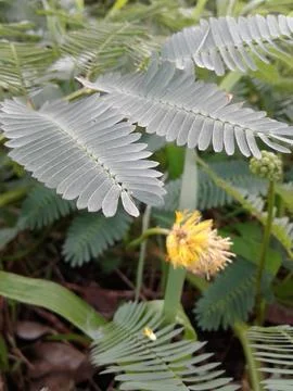 Sensitive plant Stock Photos