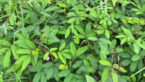 Sensitive plant, Sensitive plant forest Stock Footage 166227184