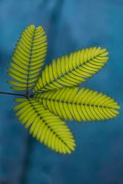 Sensitive plant, (touch me not) mimosa pudica, sesible plant Stock Photos