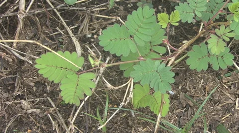 Sensitive plant whose leaves fold and droop when touched Vidéo 64804023