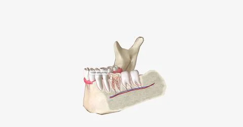 Sensitive teeth is a common dental condition characterized by sharp tooth pai Stock Illustration