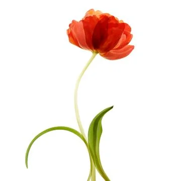 Sensitive Tulip Stock Photos