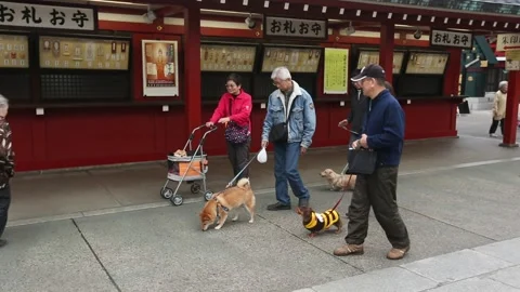 Senso-ji Stock Footage 203854522