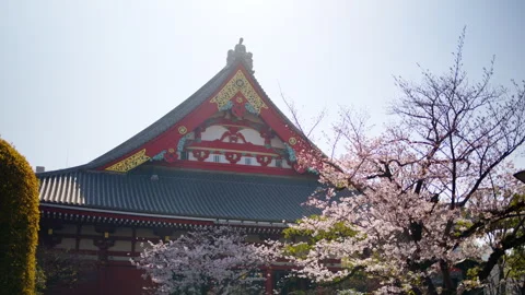 The Senso-ji temple surrounded by cherry blossoms in daylight in Asakusa, Japan Stock Footage 309543968