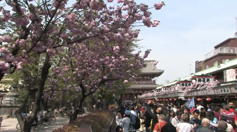 Sensoji Temple Stock Footage 39334685