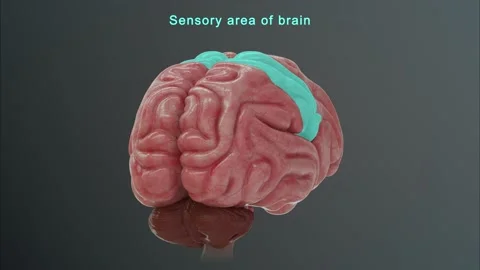 Sensory Area of Brain  Stock Footage 162819678