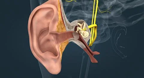 Sensory innervation to the external ear is supplied by both cranial and spina Stock Illustration