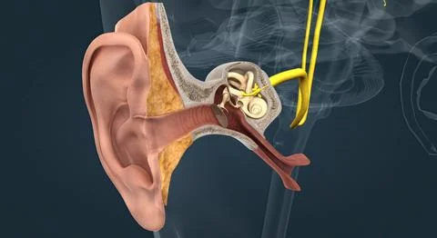 Sensory innervation to the external ear is supplied by both cranial and spina Stock Illustration