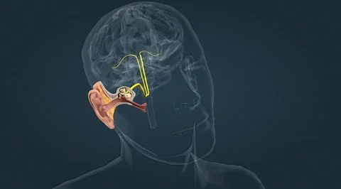 Sensory innervation to the external ear is supplied by both cranial and spina Stock Illustration