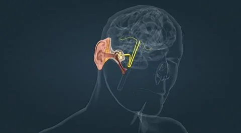 Sensory innervation to the external ear is supplied by both cranial and spina Stock Illustration