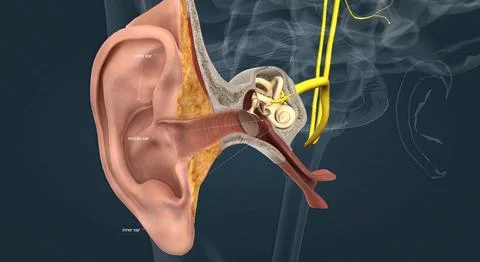 Sensory innervation to the external ear is supplied by both cranial and spina Stock Illustration