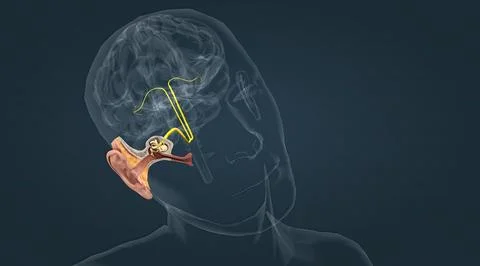 Sensory innervation to the external ear is supplied by both cranial and spina Stock Illustration