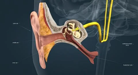 Sensory innervation to the external ear is supplied by both cranial and spina Stock Illustration