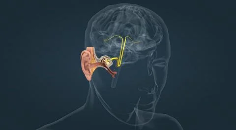 Sensory innervation to the external ear is supplied by both cranial and spina Stock Illustration