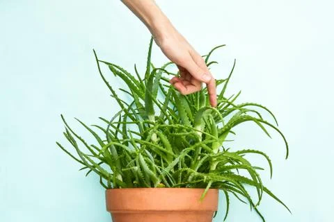 Sensual experience concept, front view of a male hand touching aloe thorn Stock Photos