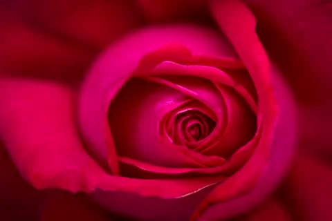 Sensual rose Stock Photos