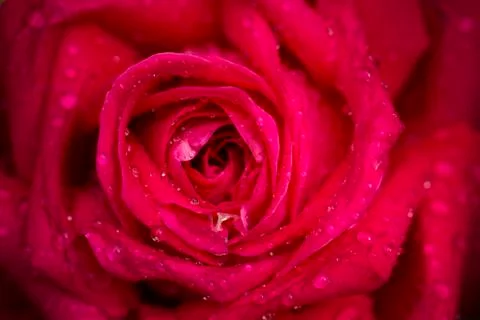 Sensual rose Stock Photos