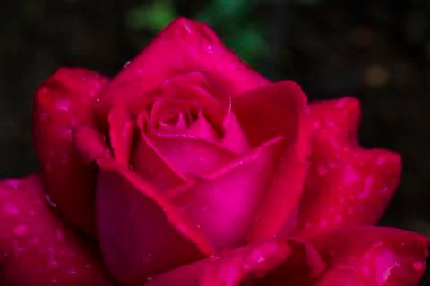 Sensual rose Stock Photos
