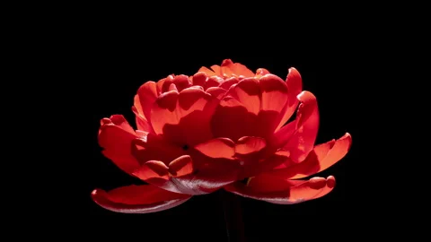 Sensual timelapse of a red peony-style tulip opening in dramatic light. Soft Stock Footage 335715402