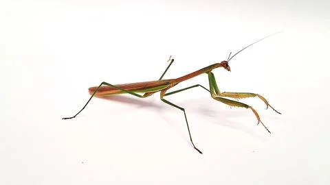 The sentadu grasshopper Stock Photos