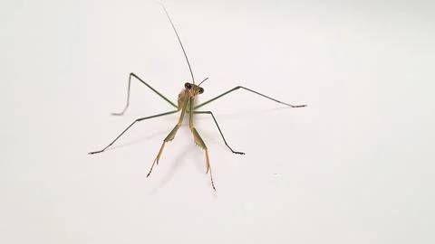 The sentadu grasshopper Stock Photos