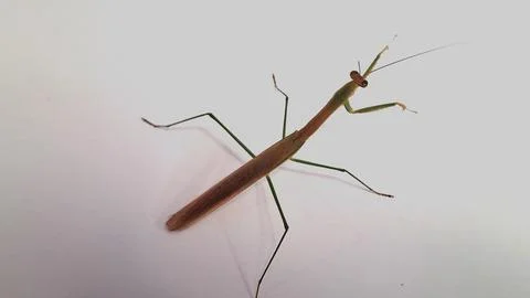 The sentadu grasshopper Stock Photos
