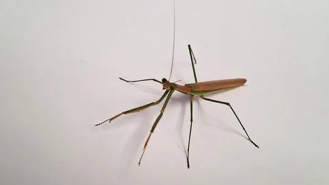 The sentadu grasshopper Stock Photos